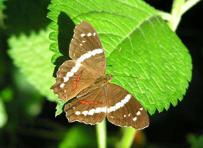 Olena Bilyk: Butterfly
